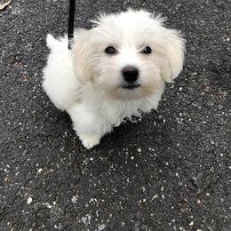 Coton de Tulear and Poodle Puppies from Legacy Pets