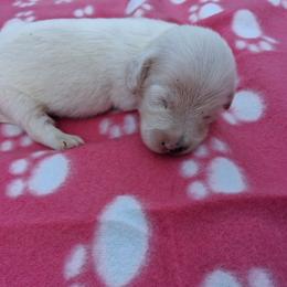 Annette - Piebald female Dachshund puppy in Piggott, Arkansas from KL Country