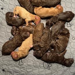 Girl 9 - Chocolate female Australian Labradoodle puppy in Easley, South Carolina from Royal Diamond Australian Labradoodles