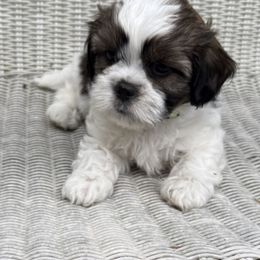 Beeker - Brindle and white male Cavatzu puppy in Saint Paul, Minnesota from Amy’s Puppy Tzu