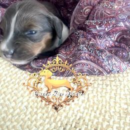 Dachshund Puppies from Queen Bee Doxies