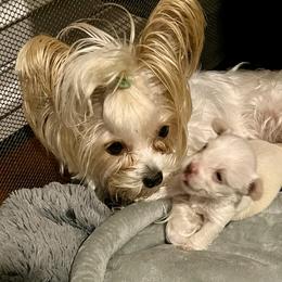 Elsa - Yorkshire Terrier