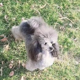 CHANEL - Poodle