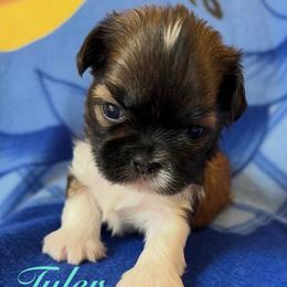 Tyler - Gold and white male Shih Tzu puppy in Hemet, California from Aloha Shih Tzu