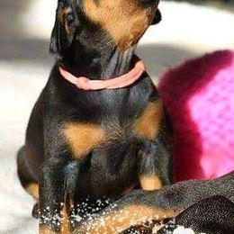 Doberman Pinschers from Vision Dobermans