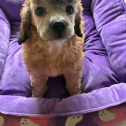 Dark sable female - Sable female Poodle puppy in Burien, Washington from South Sound Doodles
