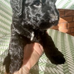 Sheepadoodle Puppies from Boujie Doo’s
