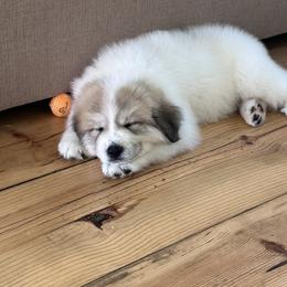 Great Pyrenees Puppies from McCarthy Ranchette LLC
