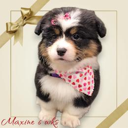 Maxine - Black and white female American Corgi puppy in Mansfield, Ohio from Moonrise corgis