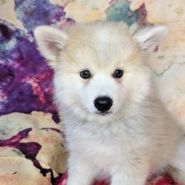 Teddy-1,300 - Wolf sable male Pomsky puppy in Spring Hill, Florida from www.PuppyTimeEmporium.com