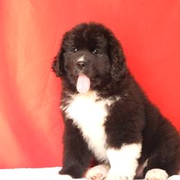 Tulip - Black female Newfoundland puppy in Dalton, Ohio from Newfforu