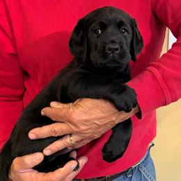 Crystal - Black female Labrador Retriever puppy in Maynardville, Tennessee from Three Bears Labradors