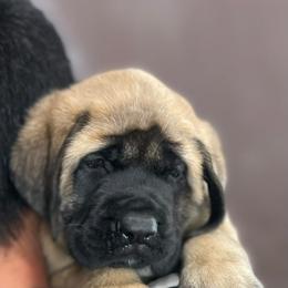 Girl 1 - Fawn female Mastiff puppy in Monterrey from Huereca Mastiff