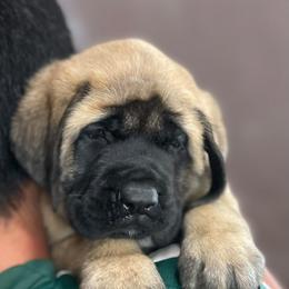 Girl 1 - Fawn female Mastiff puppy in Monterrey from Huereca Mastiff