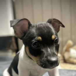 Rat Terrier Puppies from Simpson Family retrievers and Rattes