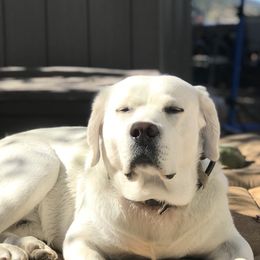 Labrador Retriever All Grown Up from Chateau St. John