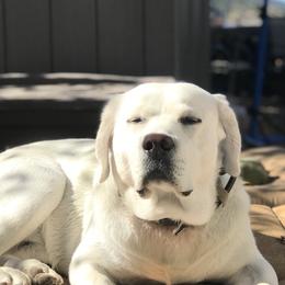 Labrador Retriever All Grown Up from Chateau St. John