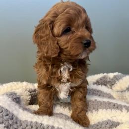 Sage - Red female Cavapoo puppy in Lititz, Pennsylvania from Painter Puppies