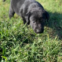 Labrador Retriever Puppies from Fatcity Labradors