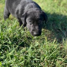 Labrador Retriever Puppies from Fatcity Labradors