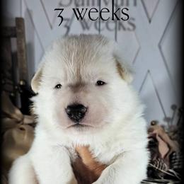 Sullivan - White male German Shepherd puppy in Sequim, Washington from German Shepherd Haus