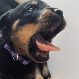 Rottweiler Puppies from Vom Arnold-Hause Rottweilers