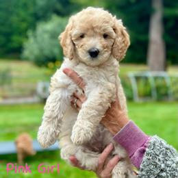 Pink Girl - Cream female Goldendoodle puppy in Kitsap County, Washington from Amazing Grace Doodles