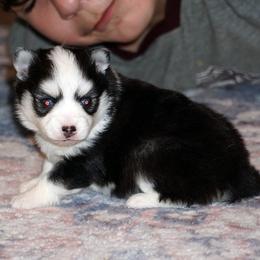 Tonka Blue Eyed Boy - Black and white male Pomsky puppy in Frazeysburg, Ohio from Mountain High Kennels
