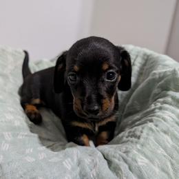 Bean - Black and tan male Dachshund puppy in Lyles, Tennessee from Knox Ridge Dachshunds