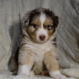 Snapper - Red merle male Australian Shepherd puppy in Canyon Lake, Texas from Cascade Australian Shepherds