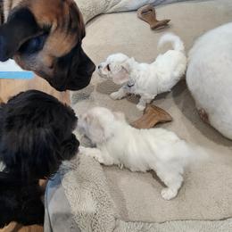 Bichon Frise Puppies from Waterloo Bichons AKC