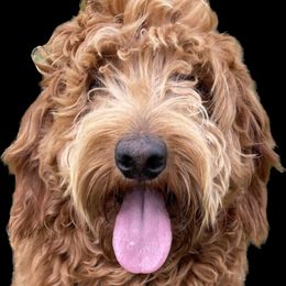 Millie - Goldendoodle