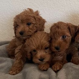 Cavapoos from Indie Boo’s mini Cavapoos