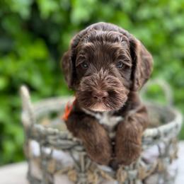 Charlie Brown - Chocolate male Australian Labradoodle puppy in Atascadero, California from Classic Poodles and Doodles