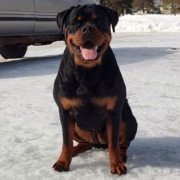 ILSA - Rottweiler