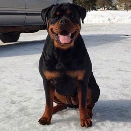 ILSA - Rottweiler