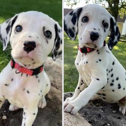Dalmatians from Domino’s Dalmatians
