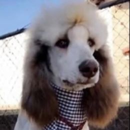 Parker - Poodle