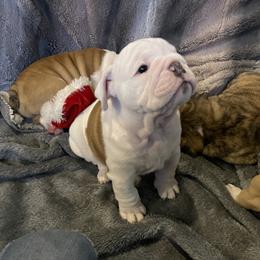 Bulldog Puppies from Semper Fi Bulldogs