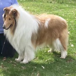 Collies and Shetland Sheepdogs from Chatham Collies