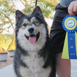 Nura - Siberian Husky