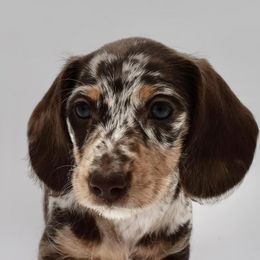 Dachshunds from Keller’s Dachshunds