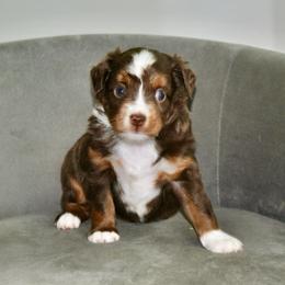 JACE - Red tri-color female Miniature American Shepherd puppy in Bixby, Oklahoma from Roeboat Aussies