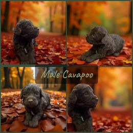 Chocolate Cavapoo - Chocolate male Cavapoo puppy in Harrah, Oklahoma from Sunshines Pomeranians & Cavapoos