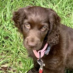 Boykin Spaniel Puppies from Bayhill Boykins