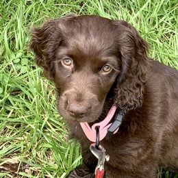 Boykin Spaniel Puppies from Bayhill Boykins