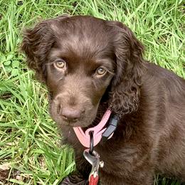 Boykin Spaniel Puppies from Bayhill Boykins