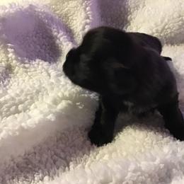 Shih Tzu Puppies from Kelly's Shih Tzus