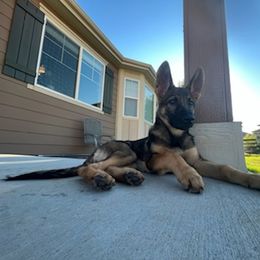 German Shepherd Puppies from Von der Henne K9