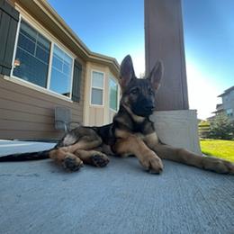 German Shepherd Puppies from Von der Henne K9